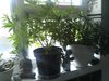 Day 36, pics of windowsill girl