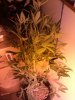 plants910131.jpg