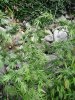 SatiChaze leaning.jpg SatiChaze leaning.jpg
