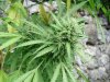 sch bud1.jpg sch bud1.jpg