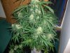 AUTO S.A.D_9-7-13 6.jpg