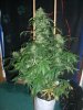 AUTO MOBY DICK_9-11-13 1.jpg