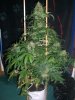 AUTO MOBY DICK_9-11-13 2.jpg