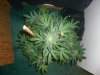 AUTO MOBY DICK_9-11-13 5.jpg