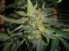 AUTO MOBY DICK_9-11-13 6.jpg