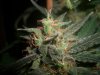 AUTO MOBY DICK_9-11-13 8.jpg