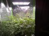 Day 41 buds coming along
