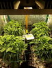 Missed posting my last grow... so here it is, because, well, why not.