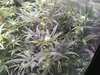 Day 49 Gnats just about gone
