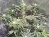 Day 54, ripening occurring, whoopee