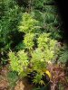 DSCF0949.jpg
