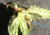 9.17 budworm annotated.jpg