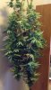 9.17 white dragon 3 hang.jpg