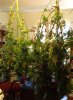9.17 wh dragon 1, 2 & budworms crop.jpg