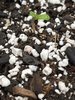 Day one above ground Purple Punch & Northern Lights