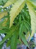 IMG_20220601_190743.jpg