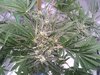 Last GC girl, day 84