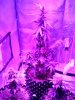 IMG_Grow tent-now.jpg