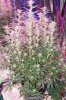 dwc3 002.jpg