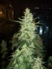 100_1691.jpg