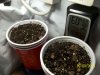 germination - 48hrs later.jpg