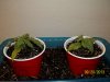 day 12 transplanted pic 1.jpg