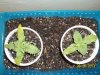 day 12 transplanted pic 2.jpg