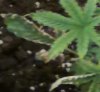 Cropped.jpg