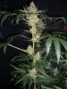 BLUE DREAM_9-21-13 1 9 WEEKS.jpg
