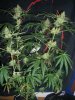 BLUE DREAM_9-21-13 2 9 WEEKS.jpg