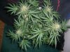 BLUE DREAM_9-21-13 3 9 WEEKS.jpg