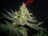 BLUE DREAM_9-21-13 5 9 WEEKS.jpg