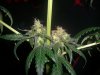 GIRL SCOUT COOKIES_9-21-13 3 9 WEEKS.jpg