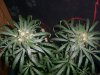 GIRL SCOUT COOKIES_9-21-13 5 9 WEEKS.jpg