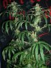 GIRL SCOUT COOKIES_9-21-13 6 9 WEEKS.jpg