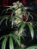 GIRL SCOUT COOKIES_9-21-13 7 9 WEEKS.jpg