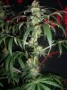 GIRL SCOUT COOKIES_9-21-13 8 9 WEEKS.jpg