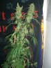 S.A.G.E. & SOUR_9-21-13 2 9 WEEKS.jpg