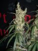 S.A.G.E. & SOUR_9-21-13 3 9 WEEKS.jpg