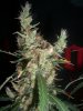 S.A.G.E. & SOUR_9-21-13 6 9 WEEKS.jpg