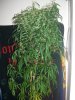 SSH_9-21-13 3 9 WEEKS.jpg