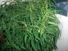 SSH_9-21-13 5 9 WEEKS.jpg