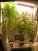 SSH_S&S_GSC_9-21-13 9 WEEKS.jpg