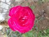 rose.jpg