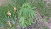 100_3356.JPG