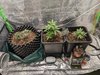June 17th - grow update