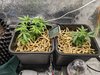 Soil amendments and mulch