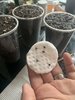 Seedlings. 1 and 2 weeks.