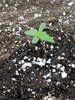 3rd grow 2 autos 2 photos
