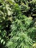 Bushy green.jpg